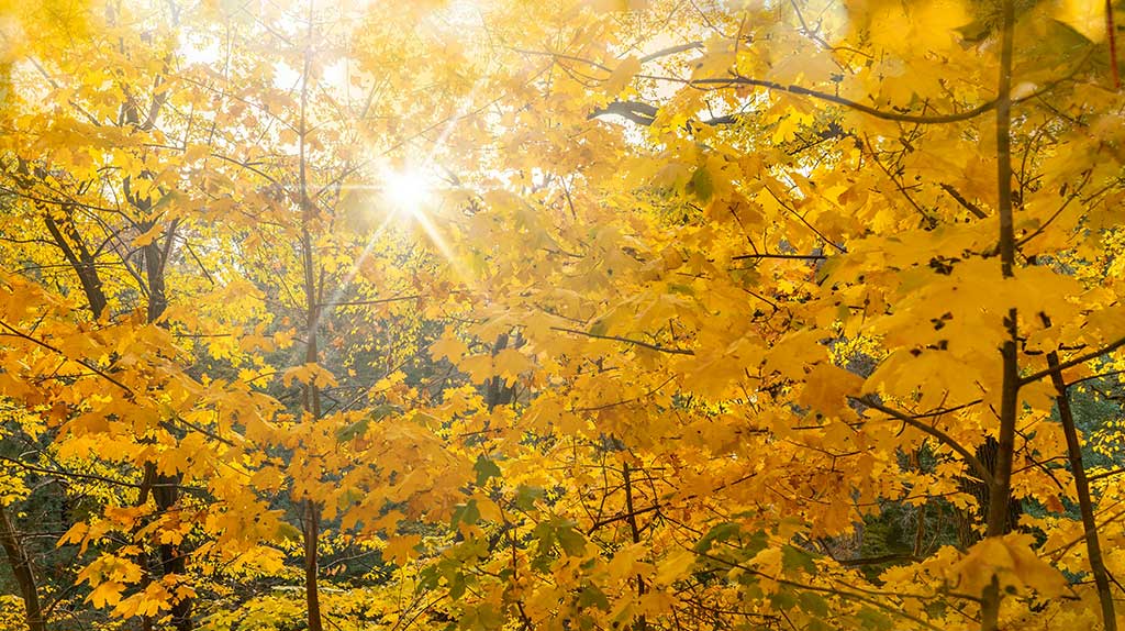 Susret s autoricama dok. filma "Mijo Mirković: Glas naroda, dah zavičaja"